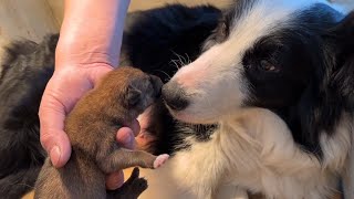 Huérfana a los 3 días de nacida, encontró el amor de una madre de la manera más inesperada