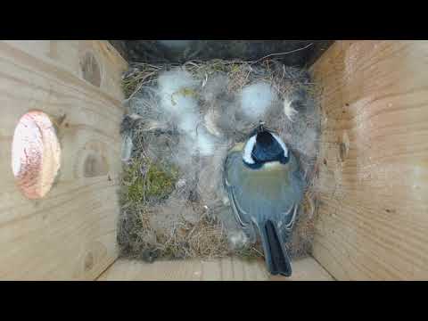 2019 04 09 Die Mama Meise hat auf 10 erhöht