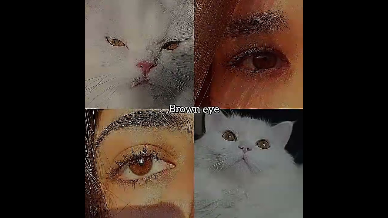 which one do you have? #eyes #aesthetic #cat #trending #viral #viralvideo #viralshorts #songshorts