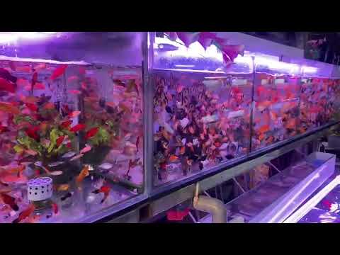 THIÊN ĐƯỜNG CÁ CẢNH