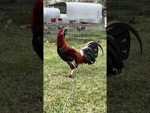 SWEATER de 𝗚𝗥𝗔𝗡𝗝𝗔 𝗚𝗥𝗘𝗘𝗥 para  𝗞𝗘𝗩𝗜𝗡 𝗗𝗨𝗔𝗥𝗧𝗘 de Pachalum Quiche, Guatemala 🇬🇹