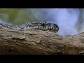 Closeup Of Snake Pit Organs Eyes And Mouth Hunting Diamond Python