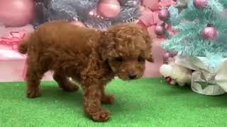 タイニープードルの動画01