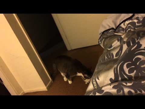 Meow2 really thinks he catches a rat!