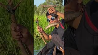 Download lagu LIFT 9 FISHING RODS WITH LIVE FISH BAIT IN THE AMAZON RIVER, KALIMANTAN😅 #173 #bocahpecicilan mp3