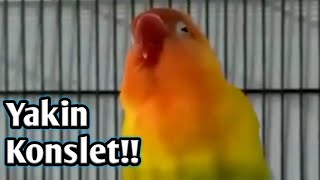 Download lagu Lovebird Konslet!!! Yakin Konslet mp3