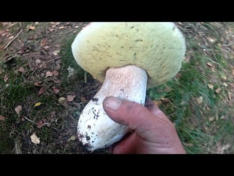 Величезні Білі Гриби в Карпатах 2017.Огромные Белые грибы в Карпатах 2017.