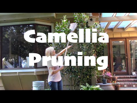 Camellia Pruning