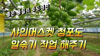 샤인머스켓 청포도 알솎기 해주기 작업