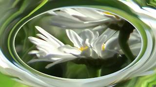 ROD STEWARD with MARK KNOPFLER, twofold, IF I HAD YOU, de-am fi-mpreună