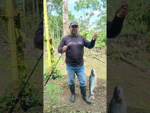 pesca de pangasio  en Basapez acuicola en cañas guanacaste