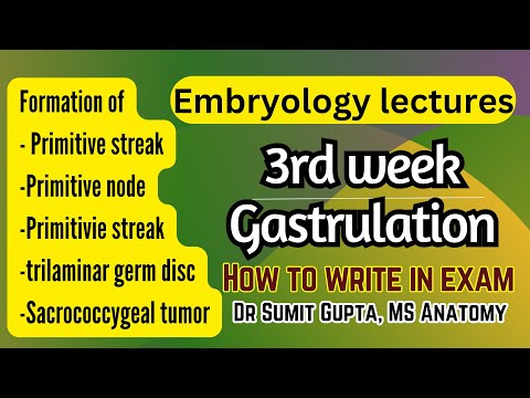 Gastrulation | Primitive streak | General embryology |