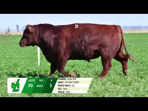 Corral 20 pintura 2   Cabaña María Lucia de Ferrero