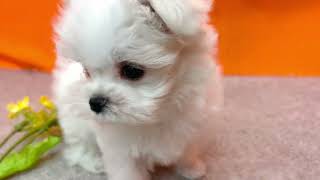マルチーズの動画01