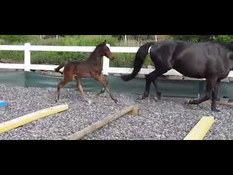 Abels, Fürstenball-Don Frederico-His Highness