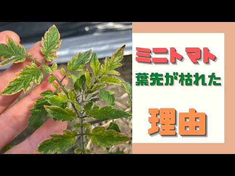 トマト: 苗の葉が黄色くなっているのはなぜですか?何をするか？  庭園