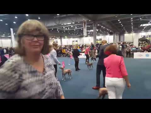 The Peruvian Hairless Dog, a dog with a particular physique.