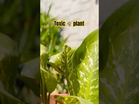 Full video👇#shorts #tarracegarden #gardenflowers #gardenplants #nature #flowers #gardeningtips