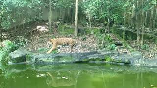 preview picture of video 'Malayan Tiger at Kemaman Zoo'