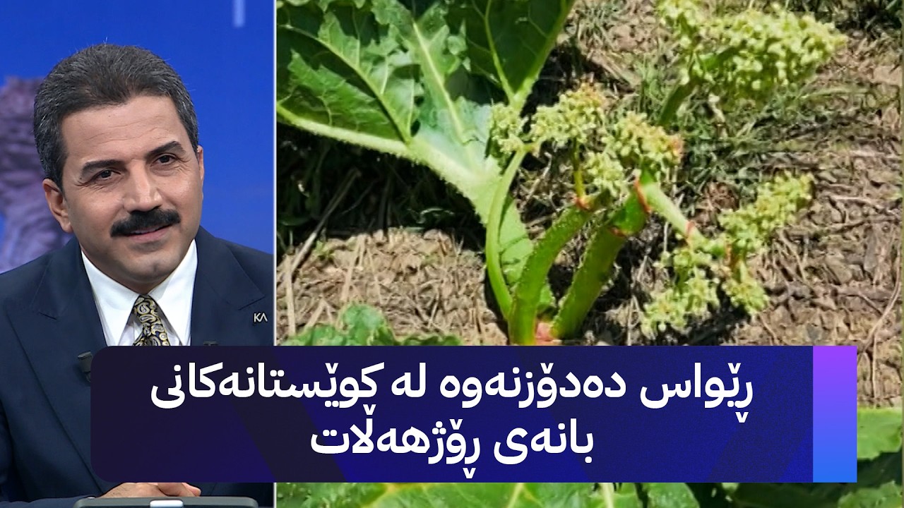 ڤیدیۆ | ڕێواس دەدۆزنەوە لە کوێستانەکانی بانەی ڕۆژهەڵات