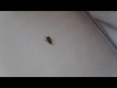 howard johnsons hotel across from dorney park