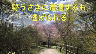 【北欧Vlog】野うさぎの逃げ足の速さ