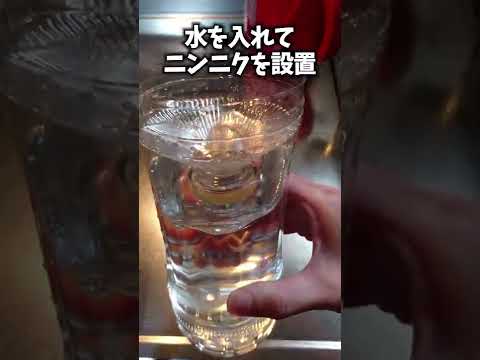 園芸 野生ニンニク、野生ニンニク、広葉ニンニク