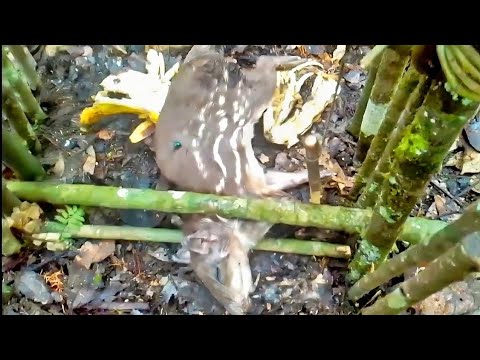 TRAMPA INDÍGENA: Mortal para todo tipo de animales