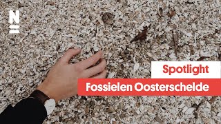 Spotlight: Fossielen Oosterschelde