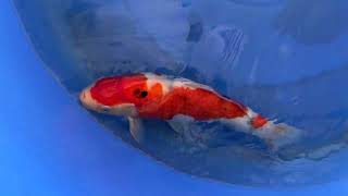 video van Sanke  SA-V24-0433