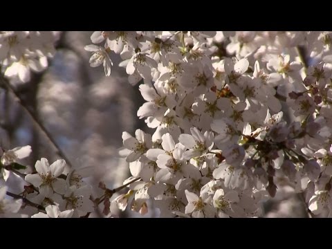 Claude Williamson Trio - Sonora