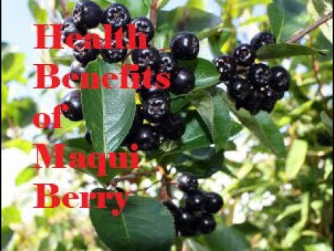 Health Benefits of Maqui Berry