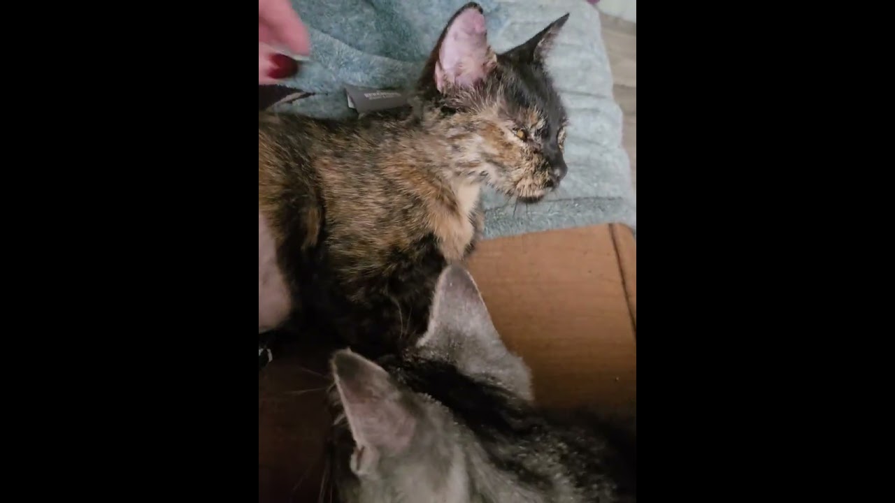 Enlarge Amber, a Adopted Domestic Short Hair in Kent, WA video 4/6