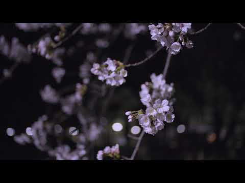 人文社会学科 【不在の時間#52】夜桜　愛知大学 豊橋キャンパスの様子 20210323