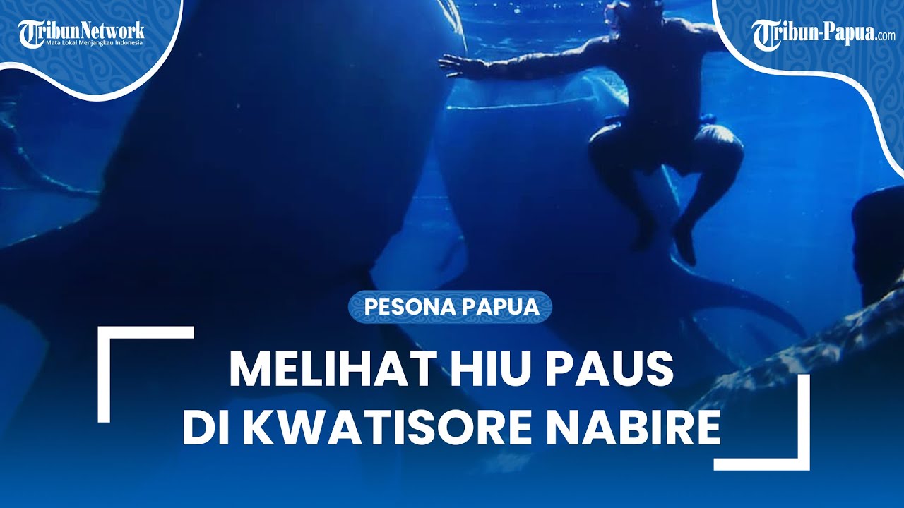 Berjumpa dengan Hiu Paus di Kwatisore Nabire, Menyelam dan Berinteraksi