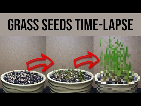 Grass Seeds Timelapse