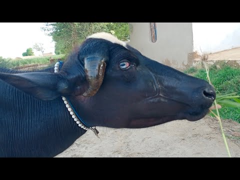 ,pure Neeli Ravi buffalo pakpattan Punjab TV -20-6-2022