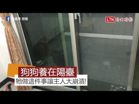 狗養在陽台