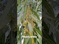 Nilgiri Eucalyptus Safeda