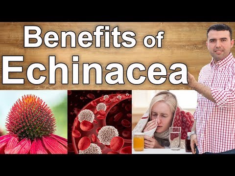 9 Benefits of Echinacea - From the Cold to Cancer