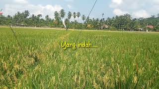 Download lagu Status wA Padi Rapuh mp3