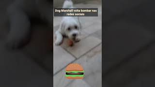 Dog Marshall volta a bombar nas redes sociais