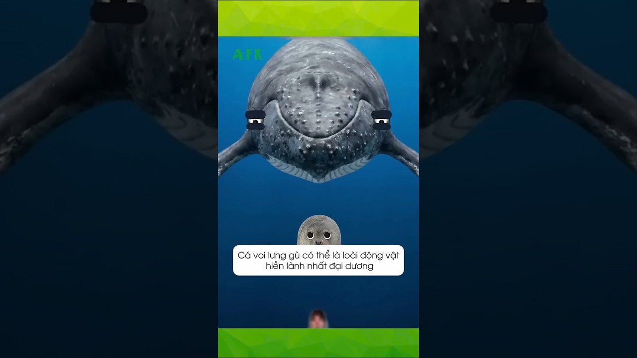 Loài động vật hiền lành nhất đại dương