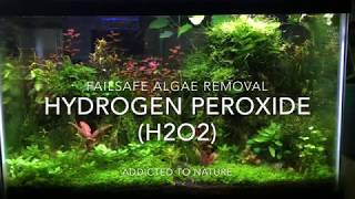 BANISH Algae From Your Aquarium With HYDROGEN PEROXIDE [Algae Control in Planted Tanks]