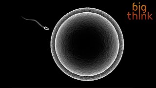 Bill Nye: The Evolutionary Benefits of Sex (Beyond the Obvious)