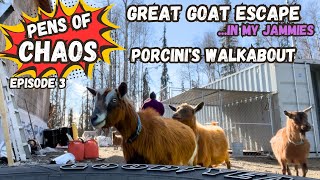GREAT GOAT ESCAPE & PORCINI'S WALKABOUT - PENS OF CHAOS - Episode 3 - HOMESTEADING ALASKA