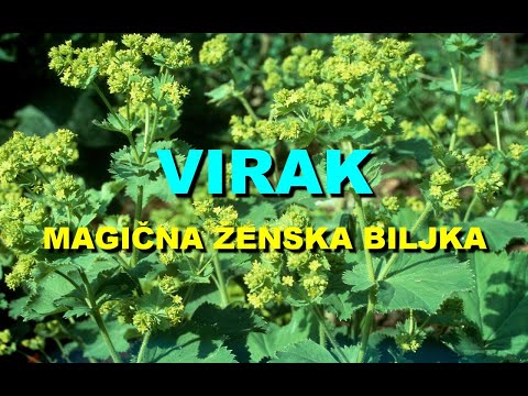 VIRAK - MAGIČNA ŽENSKA BILJKA