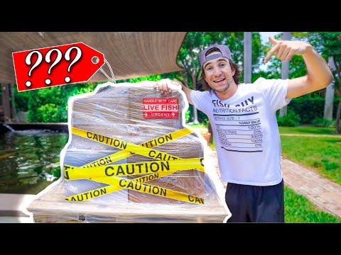 Ordering GIANT MYSTERY FISH PALLET Online! (so many fish)