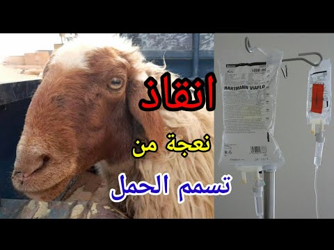 , title : 'انقاذ نعجة من حالة تسمم حمل'