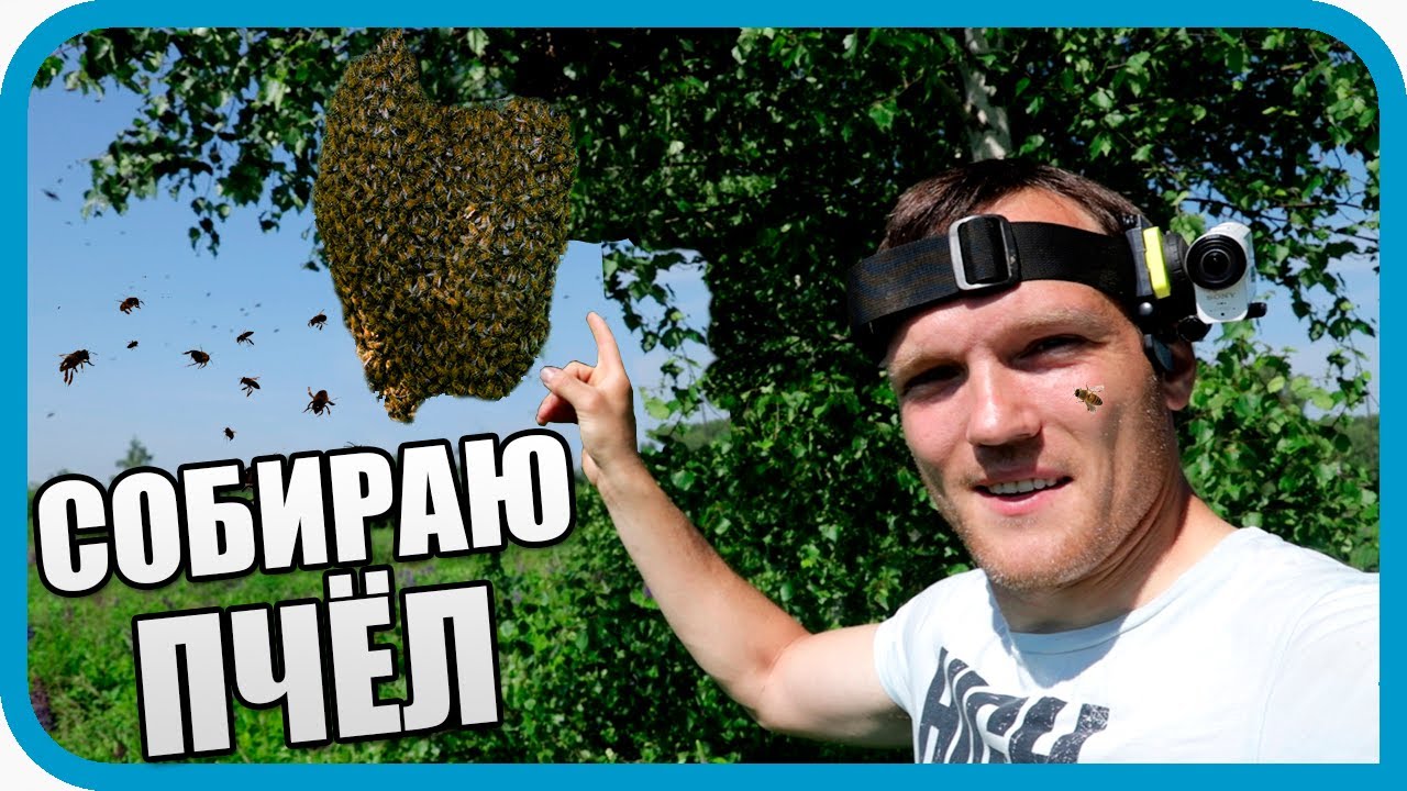 Прилетел рой пчёл! Позвал пчеловода, но что-то пошло не так